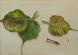 Leaves and Nail